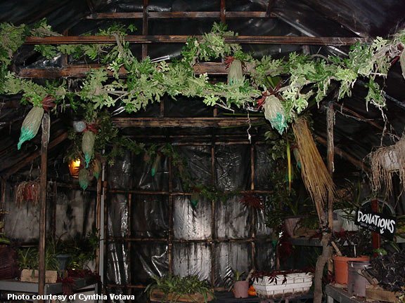 A botany experiment gone terribly wrong